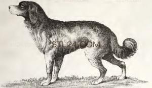 ANIMAL_0225